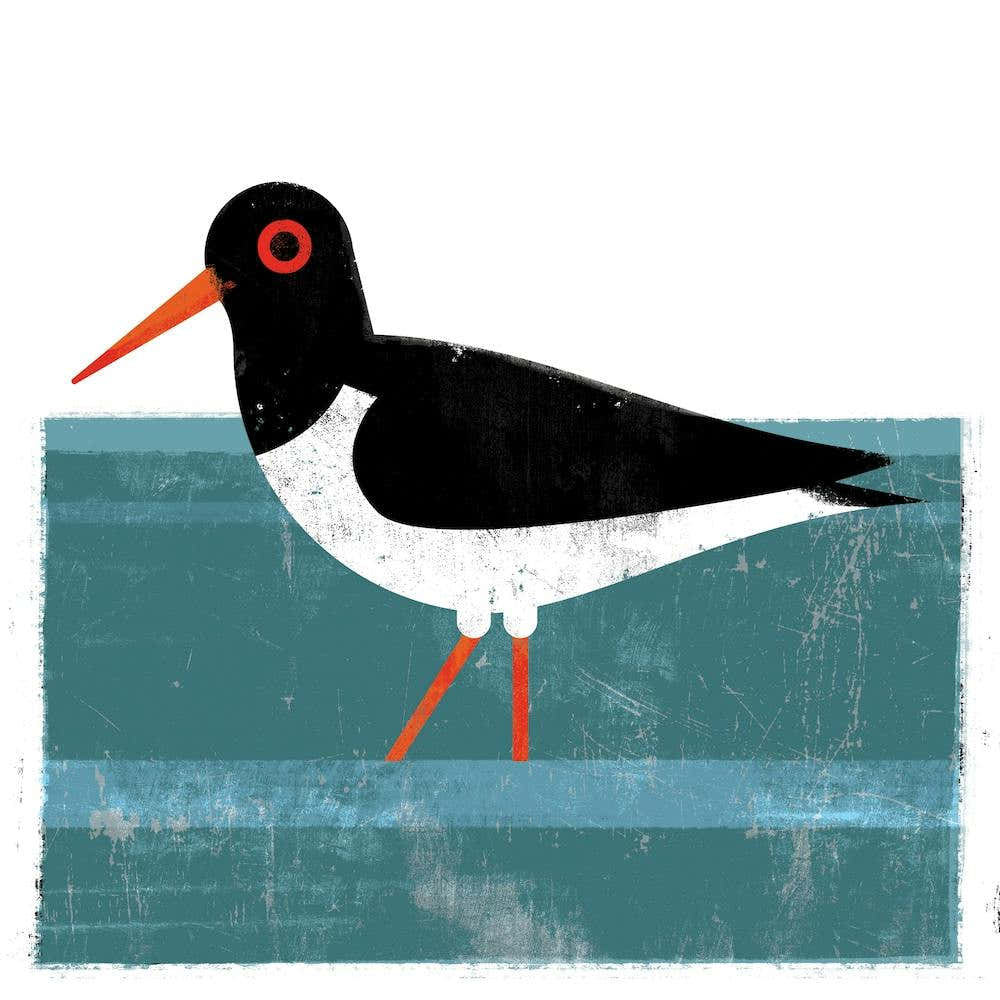 Oystercatcher Square