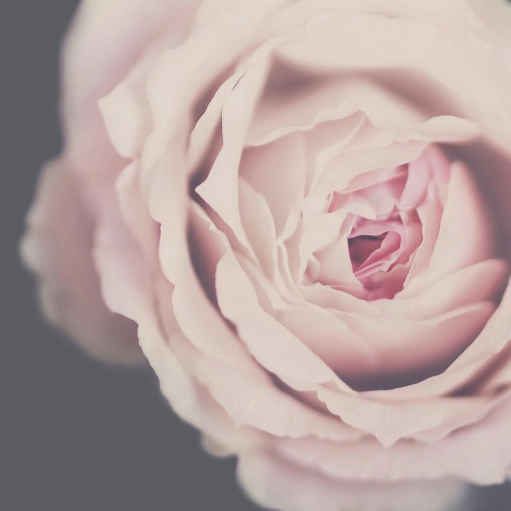 Rose Pink