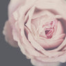 Feminine Art Prints