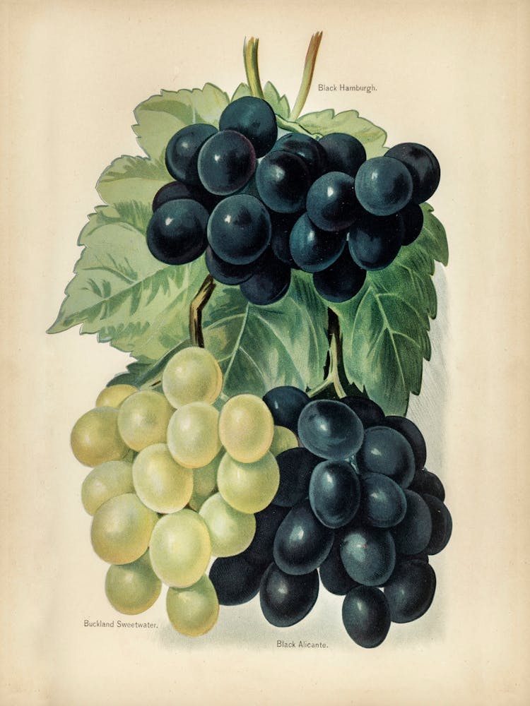 Vintage Illustration Of Grape, John Wright