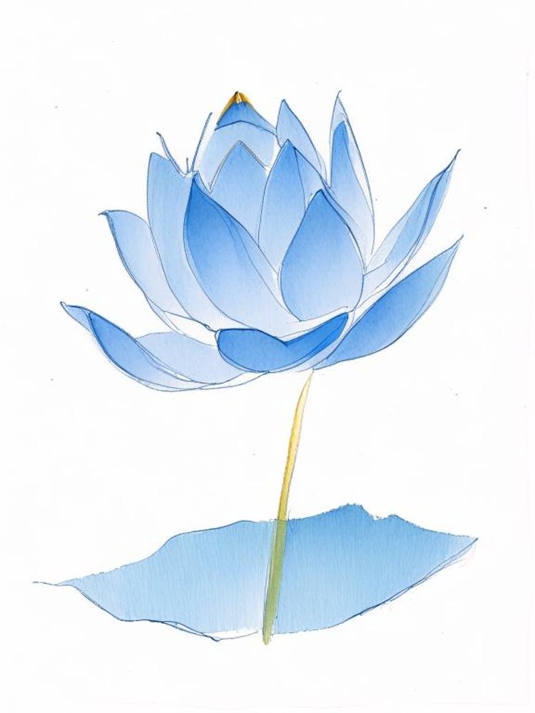 Blue Lotus Pencil Illustration 4