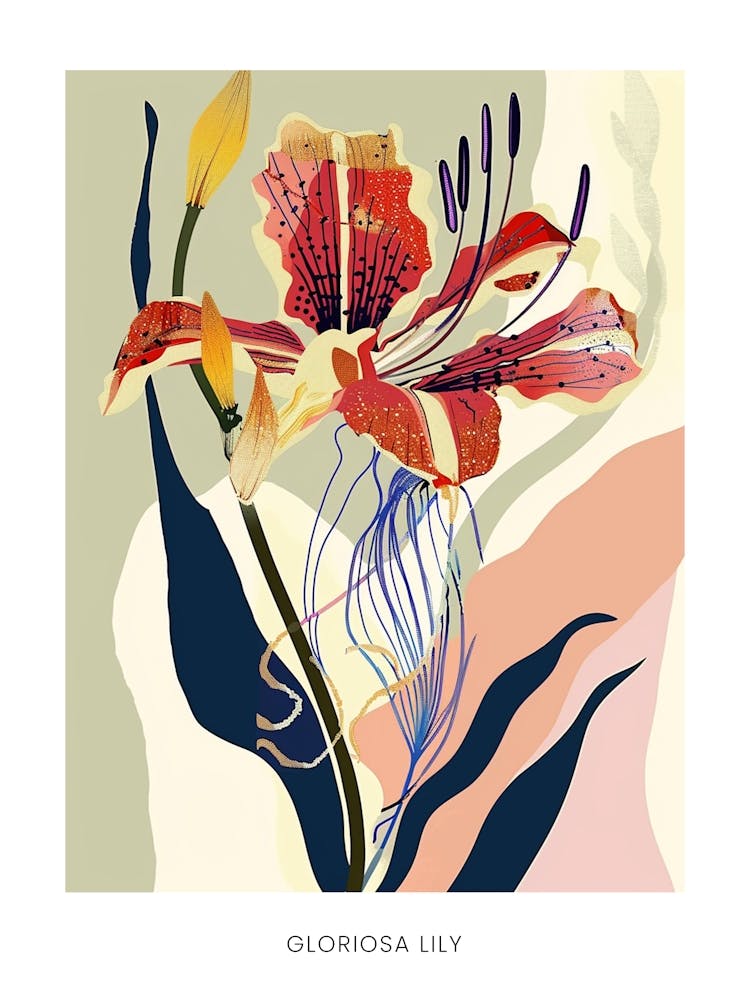 Colourful Flower Illustration Poster Gloriosa Lily 3