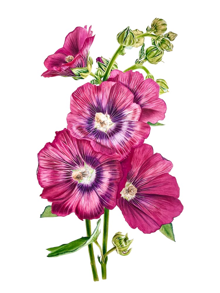 Hollyhocks