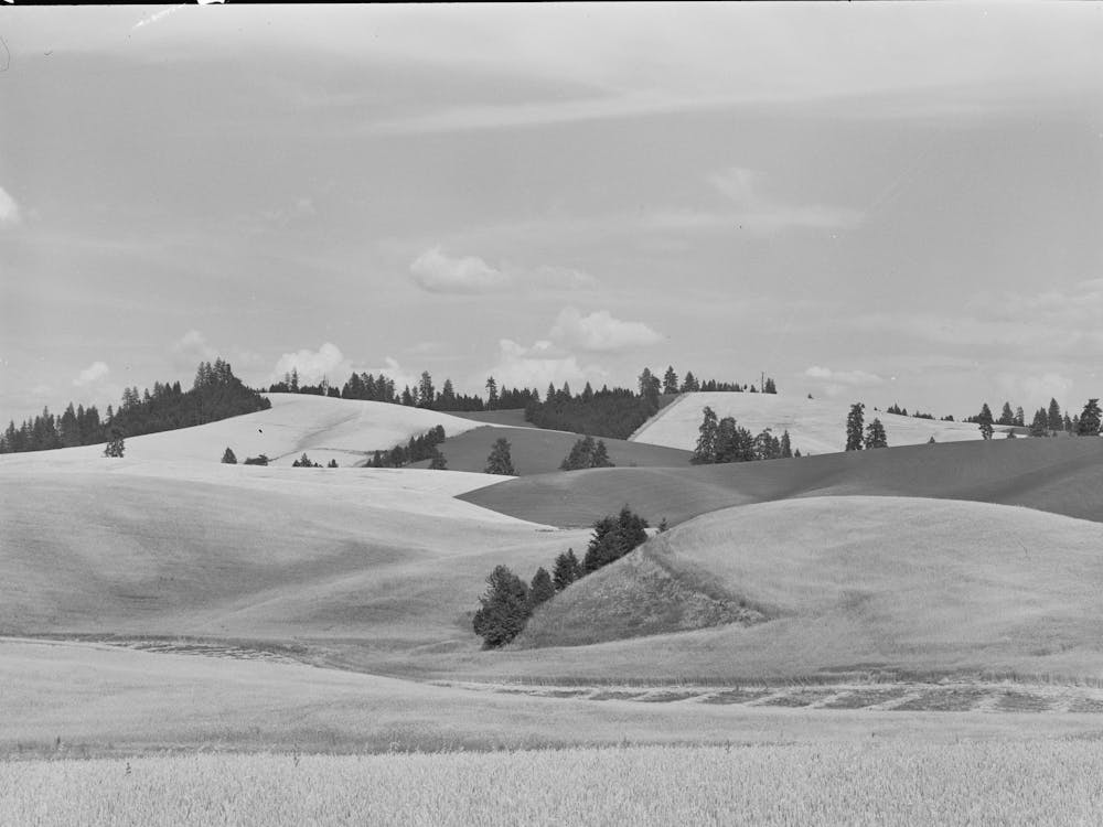 Wheat Fields And Summer Fallow, Whitman County, Washington By Russell Lee