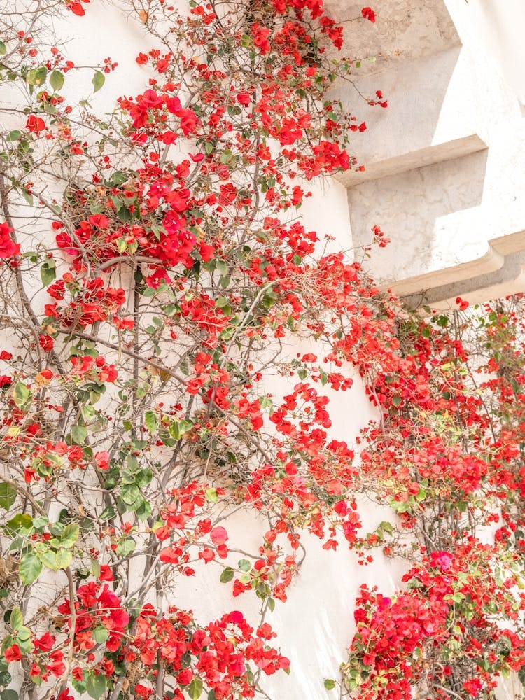 Summer red bougainvillea flowers in Cascais, Portugal - floral nature and travel photography by Christa Stroo Photography.