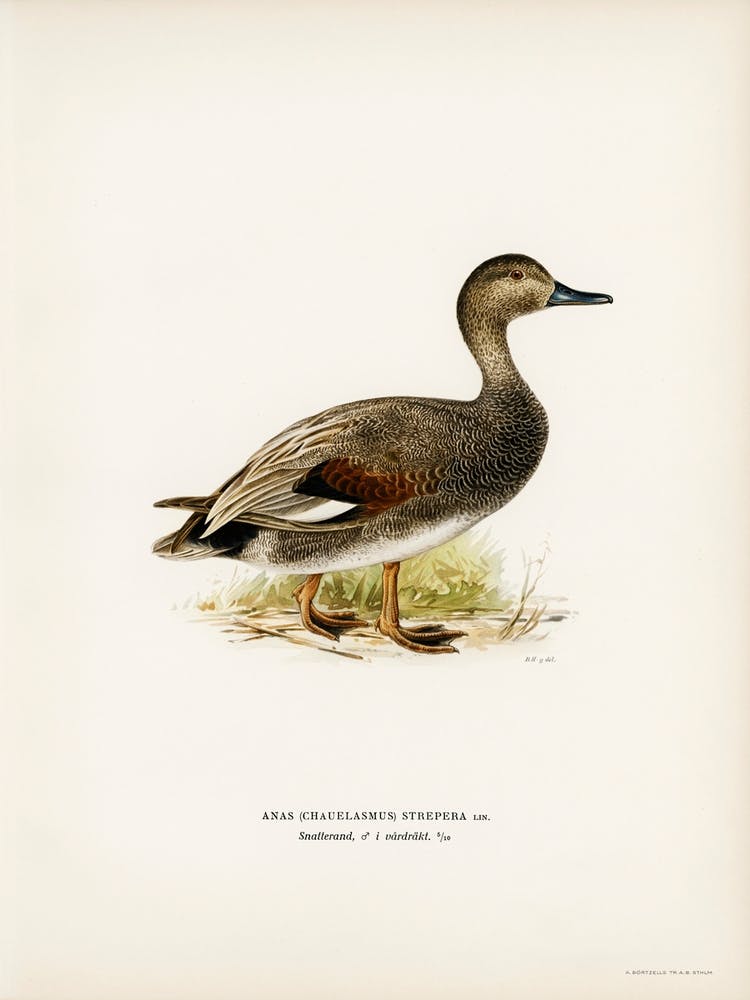 Gadwall, The Von Wright Brothers