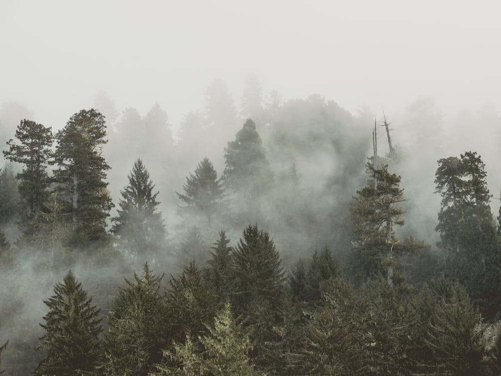 Redwood National Park Adventure