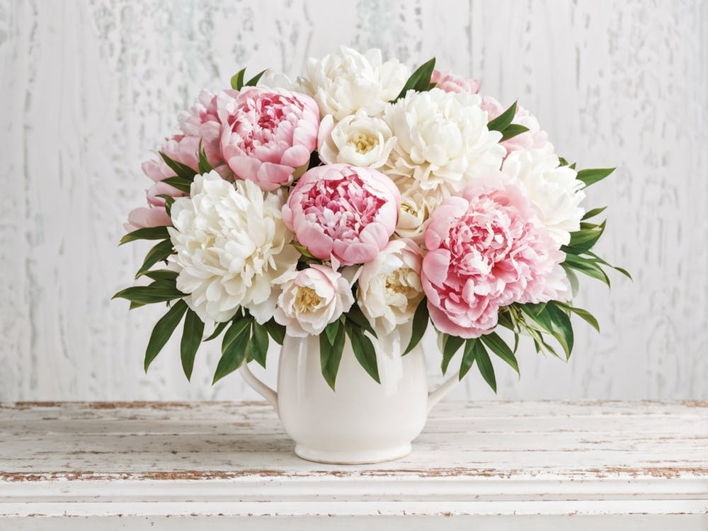 A Bouquet Of Pastel Pink And Pristine White Peonies With Hints Of Red Arranged Densely In A Natural (1)