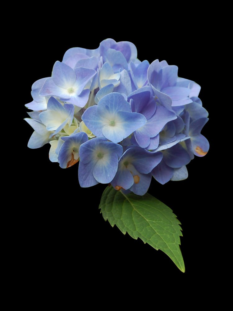 Hortensia