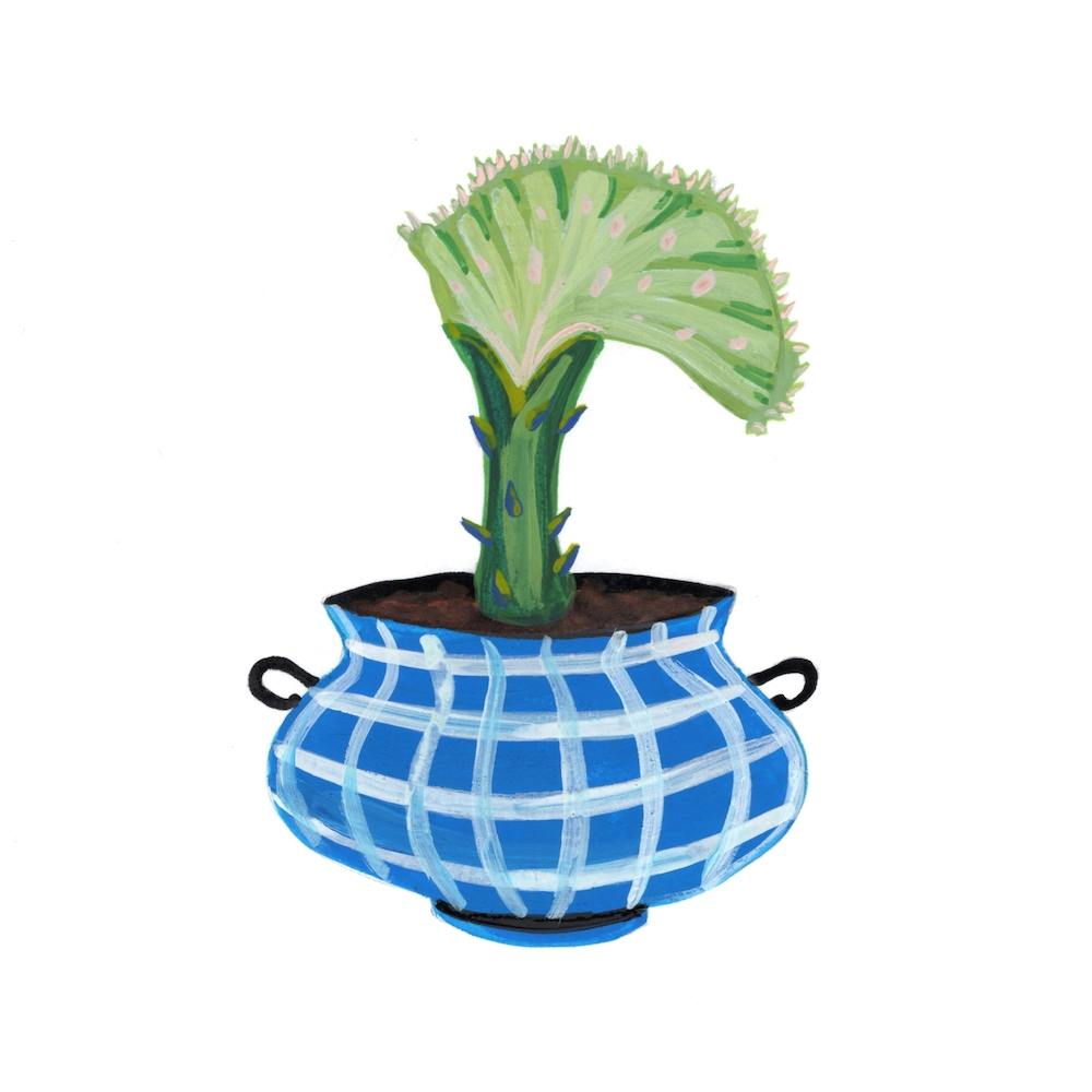 Coral Cactus Square