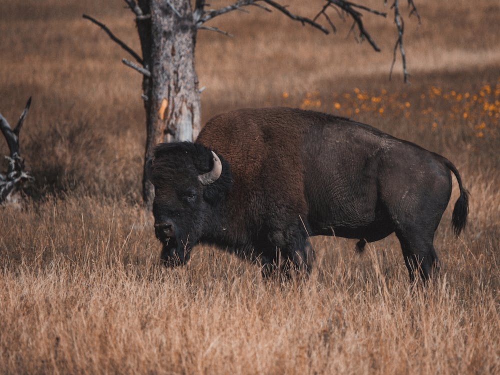Bison In Forest