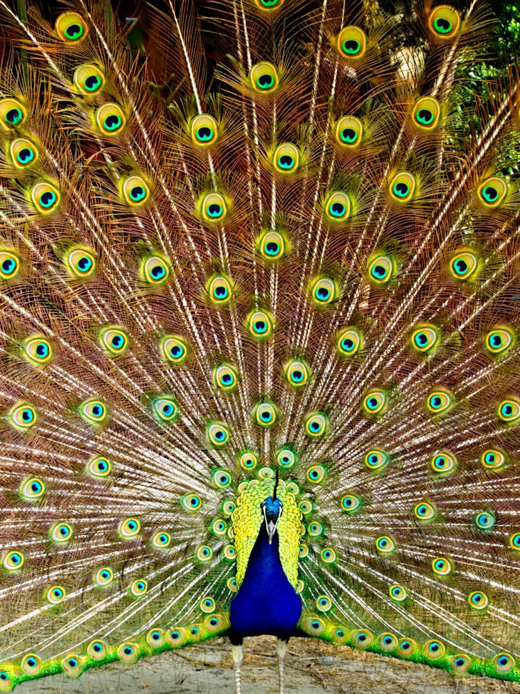 Peacock Displaying Feathers
