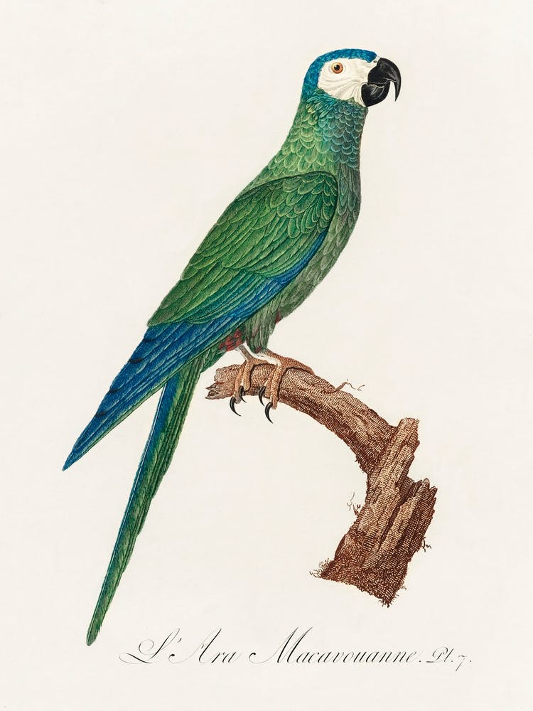The Red Bellied Macaws (Orthopsittaca Manilatus) From Natural History Of Parrots, Francois Levaillant