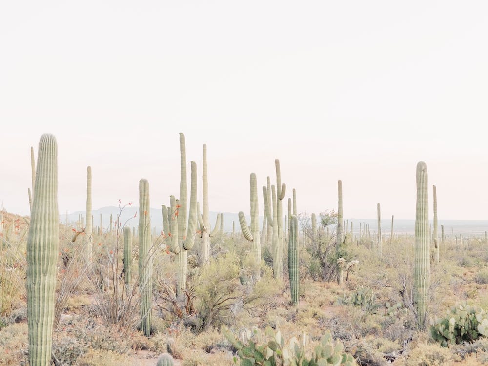 Saguaro Scenery