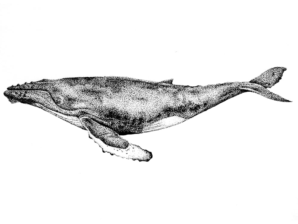 Dotwork Blue Whale Illustration