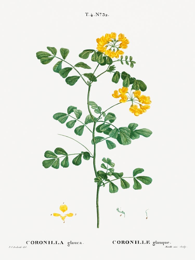 Scorpion Vetch, Pierre Joseph Redoute