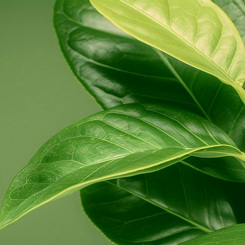Close Up Of Green Leaves