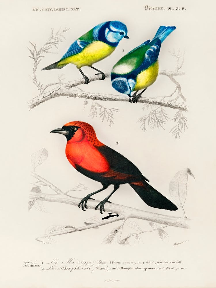 Different Types Of Birds, Charles Dessalines D'Orbigny 3