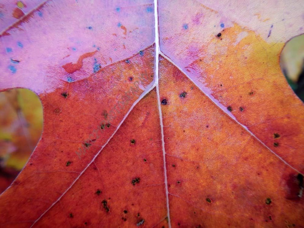 Fall leaf