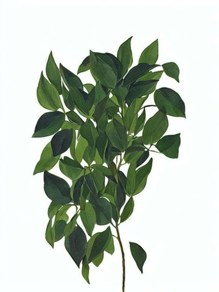 Persian Violet (Exacum Affine) Watercolor