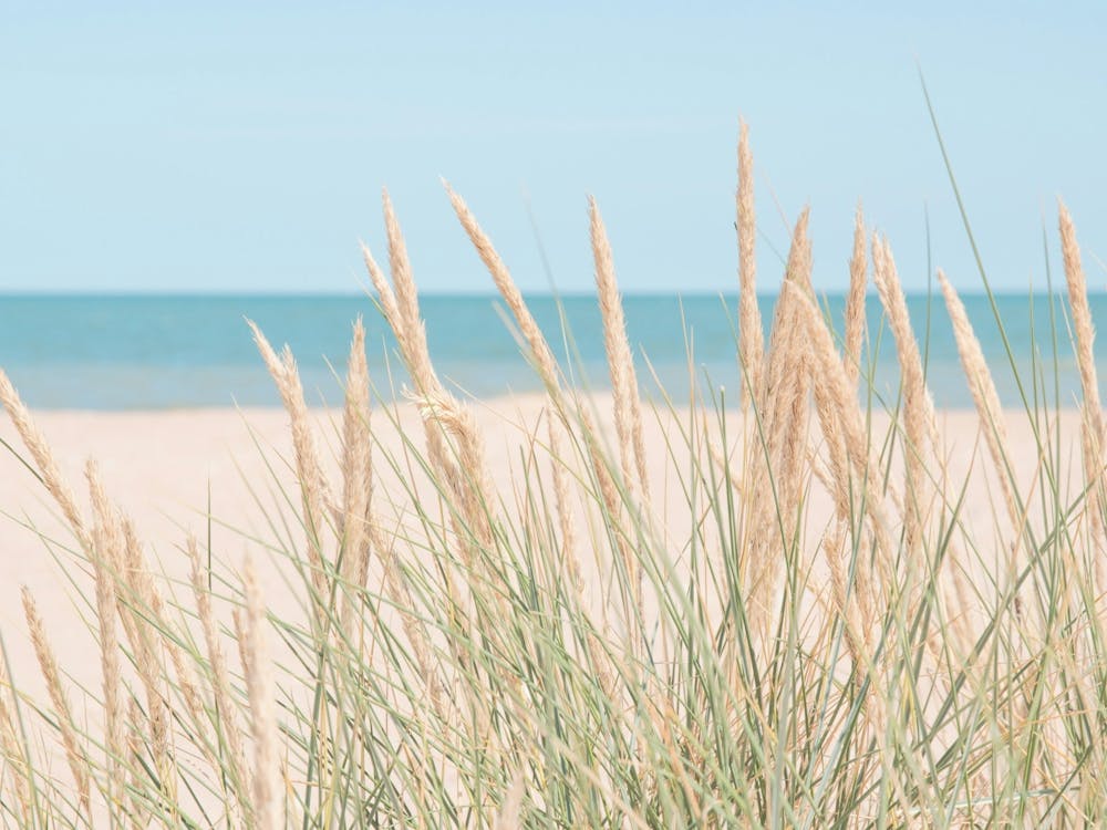 Summer beach in neutral tones - blue sea and soft beige dune grass in Italy - nature and travel photography by Christa Stroo Photography