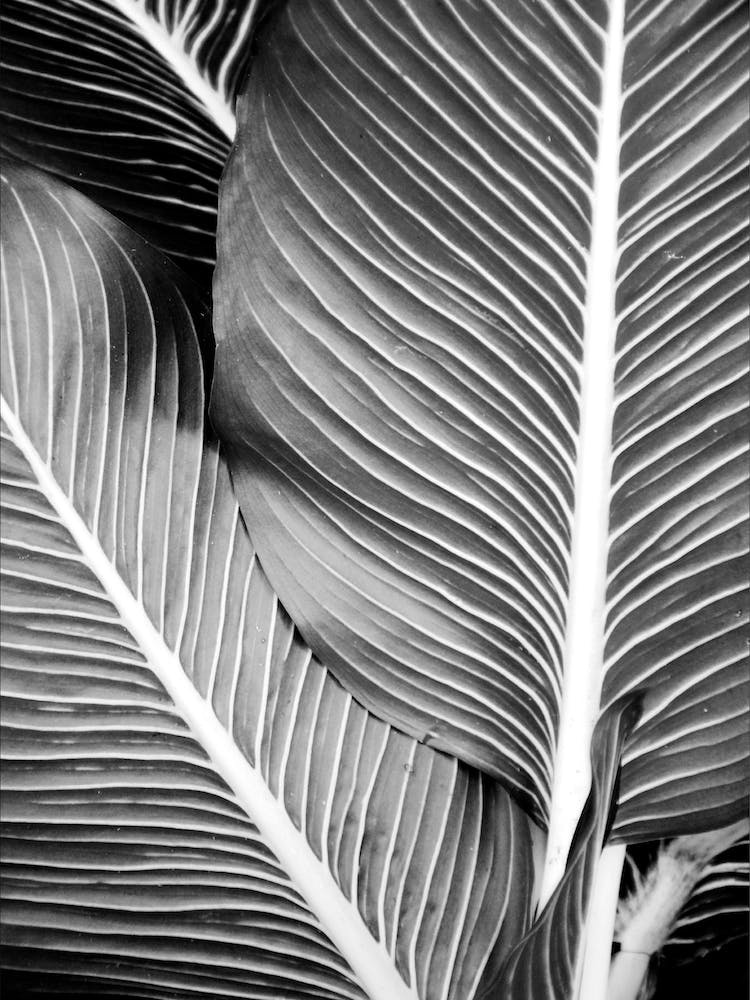Tropical Leaves