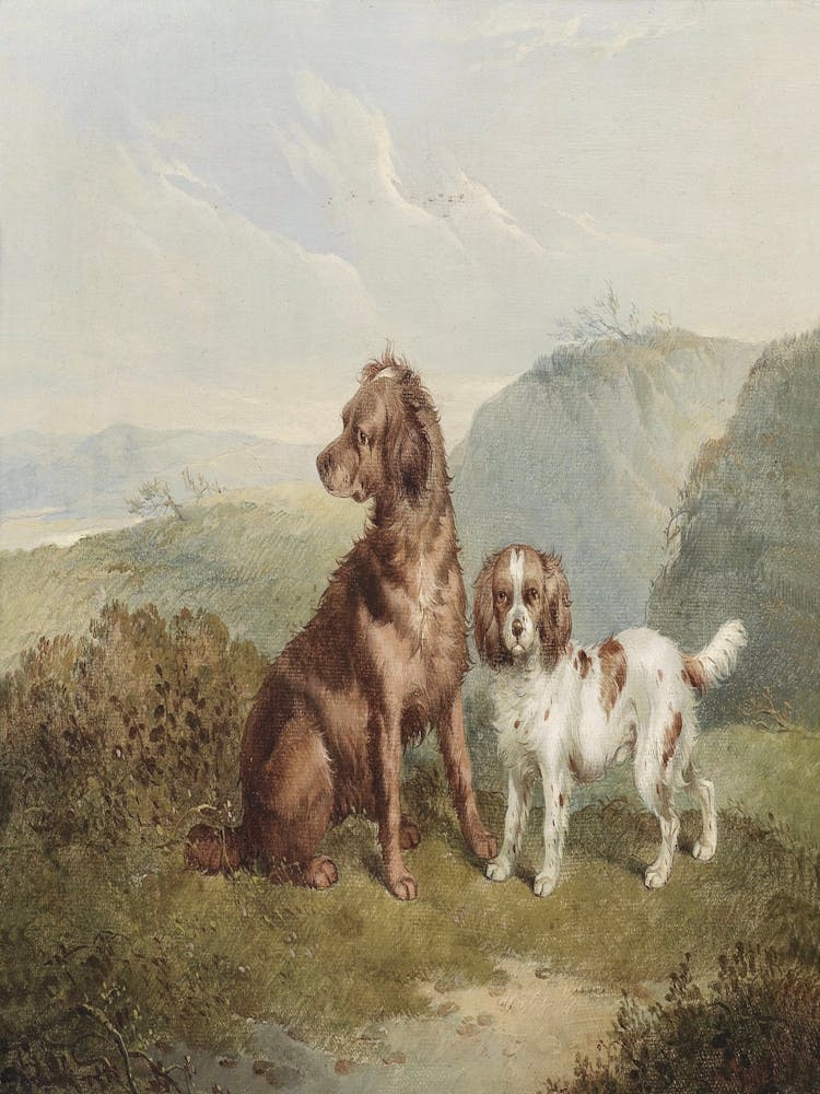 Zwei Spaniel