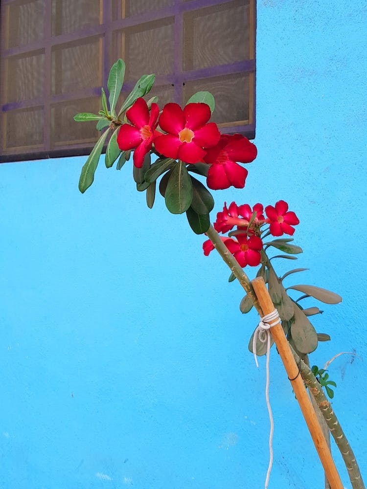 Flor De Mexico