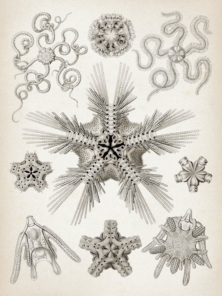 Vintage Haeckel 7 Tafel 10 Schlangensterne