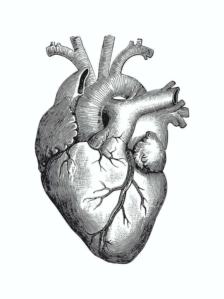 Black Heart Anatomy Black And White