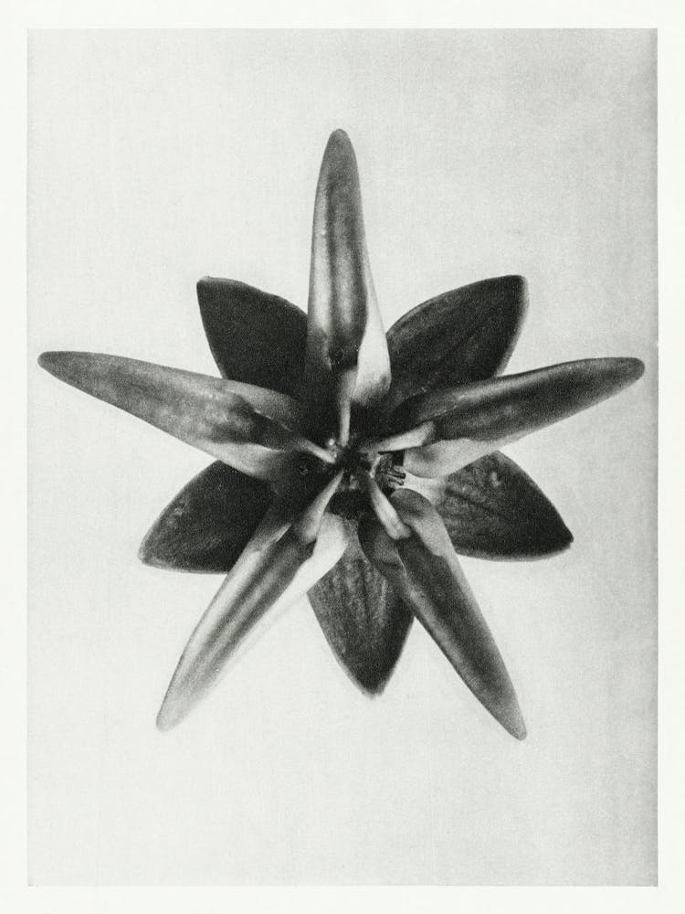 Milkweed Flower (1928), Karl Blossfeldt