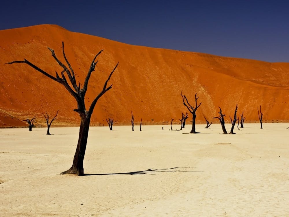 Dead Trees In The Desert