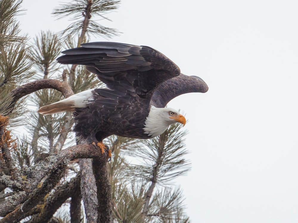 Bald Eagle Taking Flight
