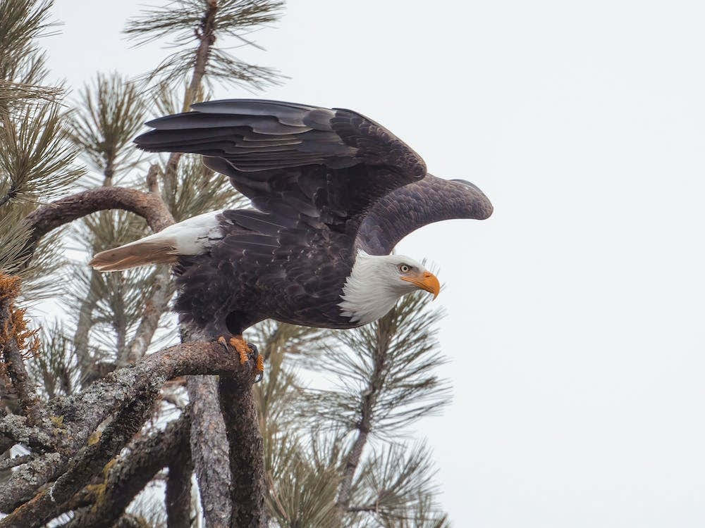 Bald Eagle Taking Flight