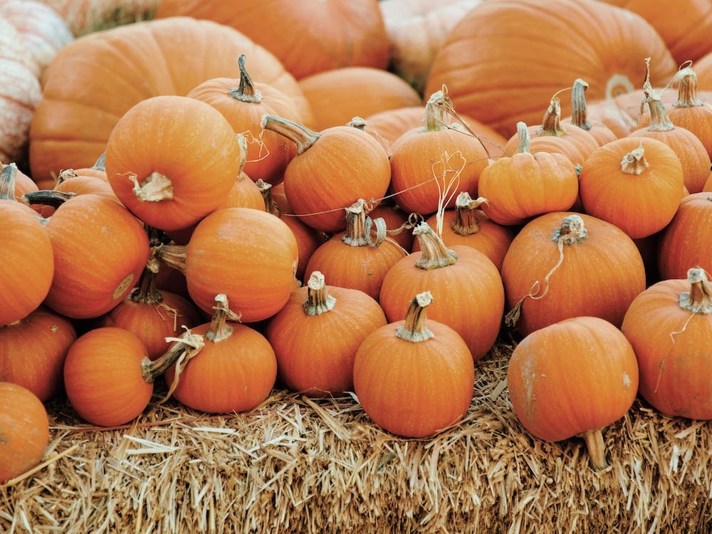 Autumn Farm Pumpkins