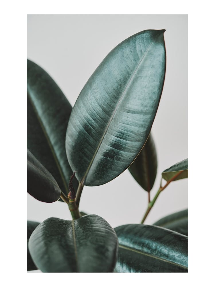 Green Leaves