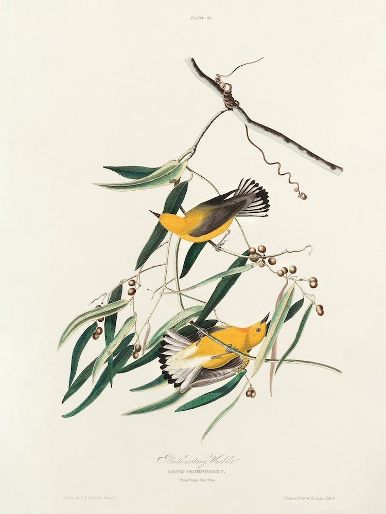 Prothonotary Warbler, Birds Of America, John James Audubon