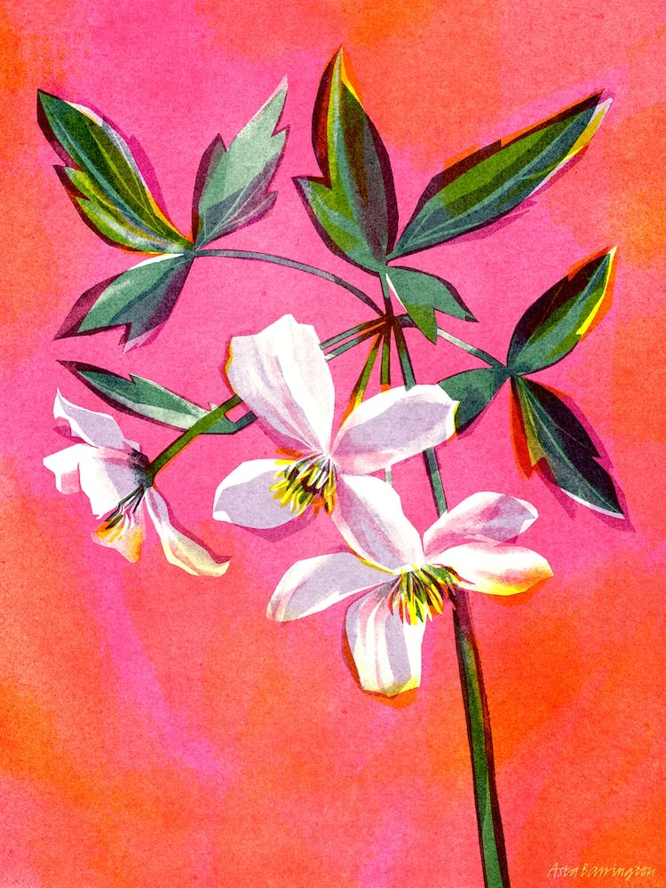 Pinke Waldrebenblüte