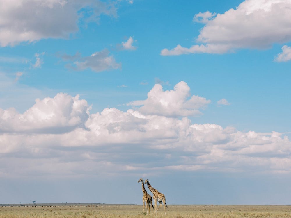 Giraffes In The Savanna Kenya 