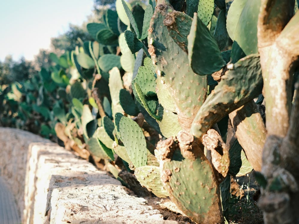 Cactus behind a Wall // Ibiza Nature & Travel Photography