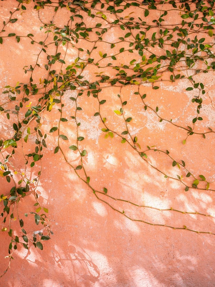 Orange zu Rosa