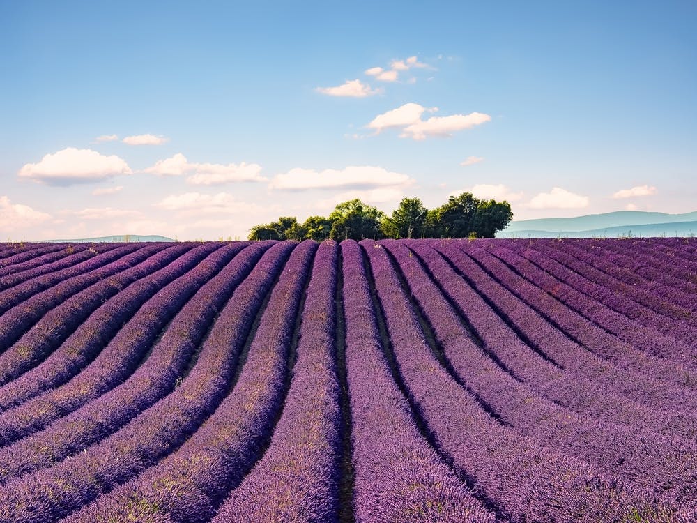 Lavender Field