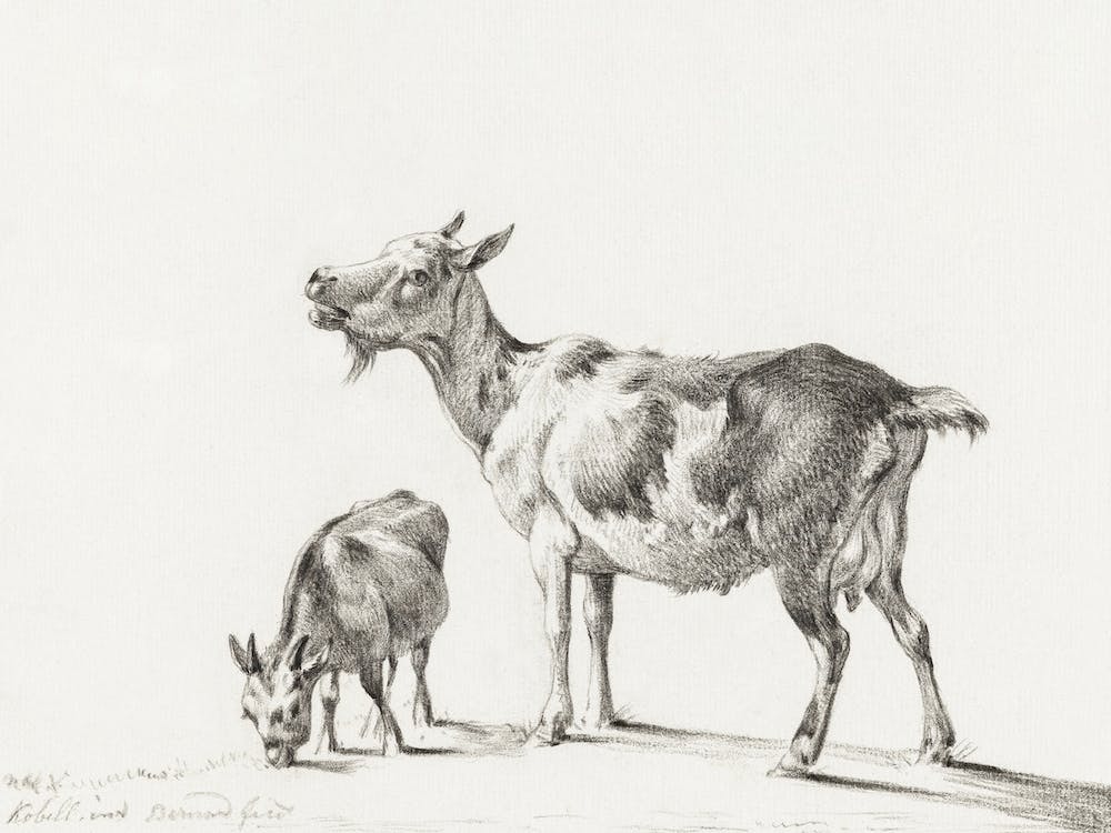 Goats, Jean Bernard