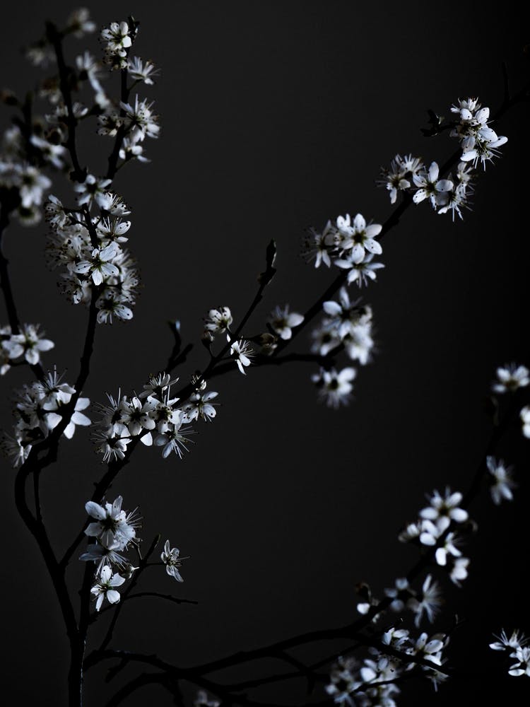 Moody Flower Beauty