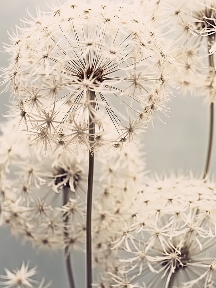 Dandelions 4