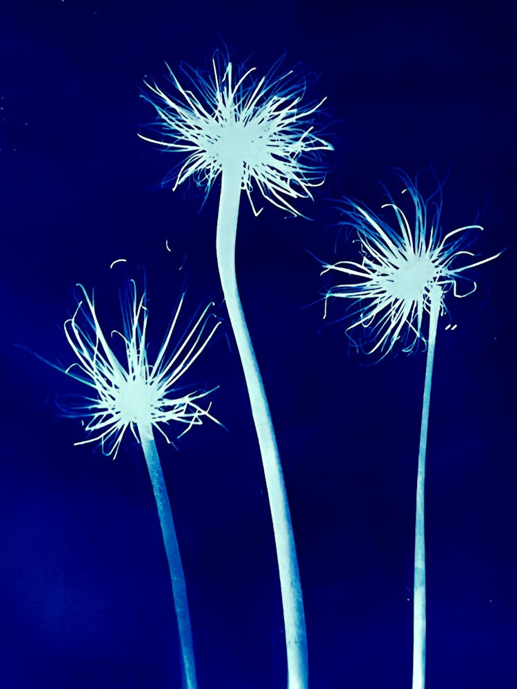 Dandelion 3