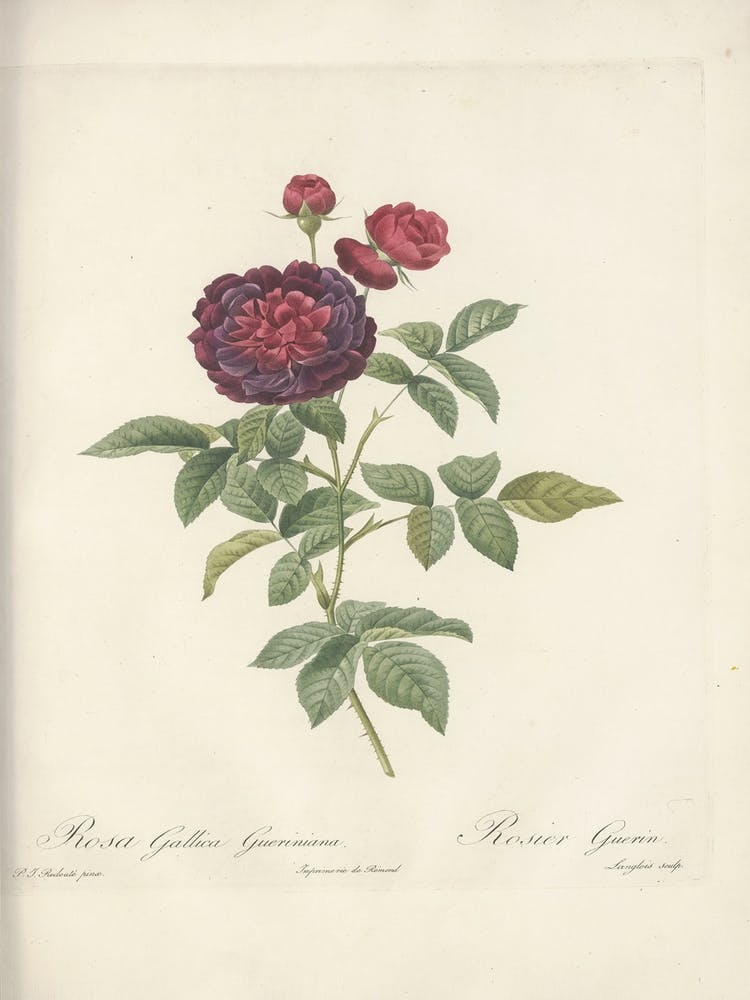 Rose Illustration, Pierre Joseph Redoute (20)