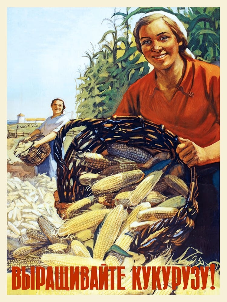 Soviet corn, USSR, 1955 / Grow corn! — Soviet vintage poster, kitchen prints, retro art print, propaganda poster