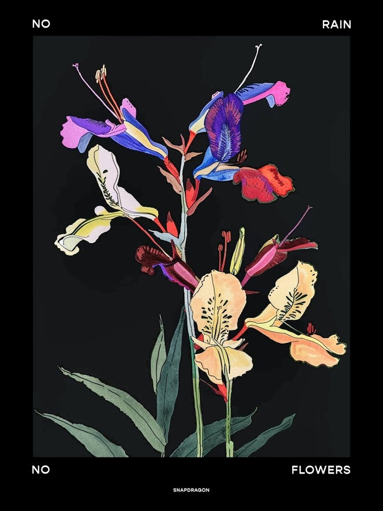 No Rain No Flowers Poster Snapdragon 1