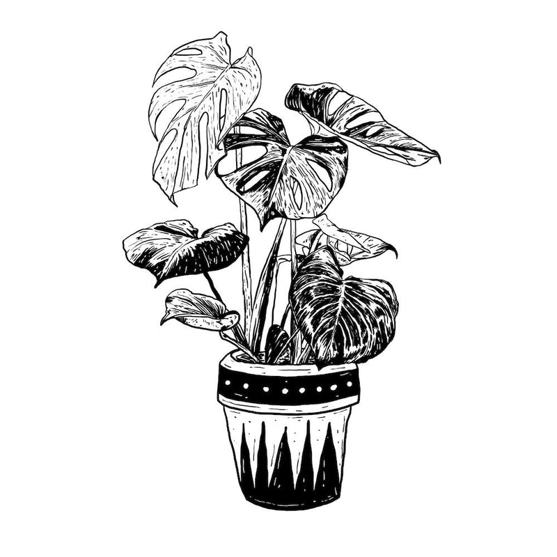 Monstera Quadrat